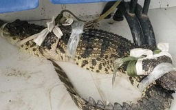 Cà Mau: Vây bắt cá sấu xuất hiện ở khu đất hoang