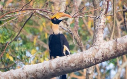 Chim hồng hoàng - loài chim mỏ sừng quý hiếm đang ở mức sắp nguy cấp