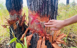 Hàng trăm cây rừng vùng biên giới bị cạo gốc... đứng chờ chết