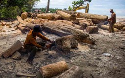 Nạn phá rừng đã góp phần gây lũ lụt ở Indonesia ra sao?