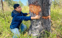 UBND tỉnh Gia Lai chỉ đạo xác minh, điều tra vụ phá rừng ở Ia Mơ