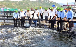 Khánh Hòa đẩy mạnh nuôi biển công nghệ cao