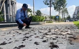 Giun đất bò ra đường chết khô hàng loạt, chuyên gia nêu 3 giả thuyết khoa học