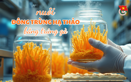 Cùng sống xanh số 136: Độc đáo nuôi nấm đông trùng hạ thảo bằng trứng gà và đậu nành nảy mầm