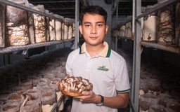 Sở hữu 3 bằng đại học, chàng trai về quê trồng nấm mối đen