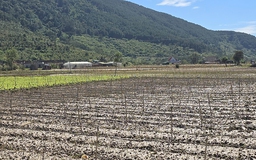 Tan hoang 'thủ phủ' hoa lay ơn