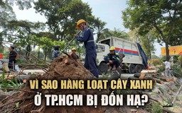 Hàng loạt cây xanh đang tươi tốt ở TP.HCM bất ngờ bị đốn hạ, vì sao?