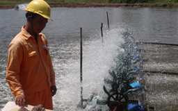 Điện giúp bác nông dân thành ông chủ đầm tôm lớn