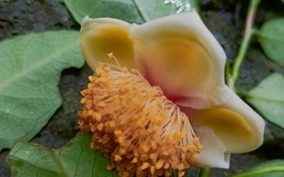 Phát hiện trà mi hoa vàng Lang Biang quý hiếm ở Vườn quốc gia Phước Bình