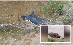 Nhiễm bệnh than, hơn 50 con hà mã chết khắp sông Congo