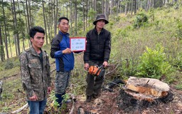Tạm giữ hình sự 3 nghi phạm cưa hạ thông 3 lá ở Lâm Đồng
