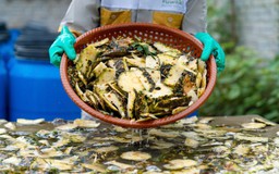 Khi sản phẩm tẩy rửa hữu cơ, sinh học 'made in Việt Nam' vươn ra biển lớn