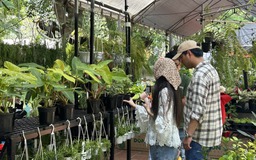 Những cây kiểng thu hút nhiều người