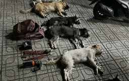 Tổ 363 Công an TP.HCM truy đuổi bắt 2 người nghi trộm chó