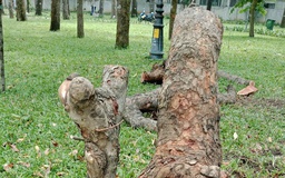 Cây chết khô đã được đốn bỏ