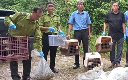 Thả trăn đất và động vật hoang dã về Vườn quốc gia Chư Yang Sin