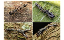 Thầy giáo phát hiện nhiều loài nhện nhảy ở Việt Nam