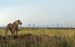 Sư tử xông vào trang trại cướp đi bé gái 14 tuổi ở Kenya