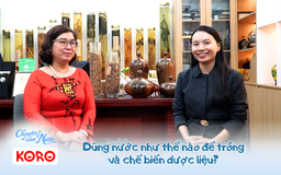 Chuyện của nước số 49: Dùng nước như thế nào để trồng và chế biến dược liệu?