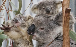 Cho trực thăng đi bắn tỉa hàng trăm gấu túi, tiểu bang Úc gây phẫn nộ