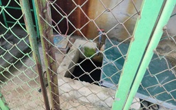 Bé trai 5 tuổi tử vong trong bể nước của trường mầm non