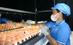 50 năm đất nước thống nhất: Nơi đất lành chim đậu