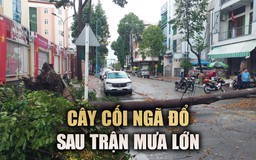 Long An: TP.Tân An ngập sâu, cây cối ngã đổ do mưa lớn