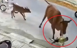 Đà Nẵng: Một trẻ em bị bò thả rông húc văng