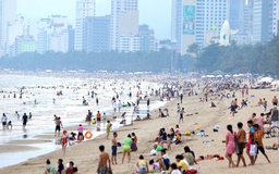 Xuất hiện sứa lửa gây nguy hiểm tại nhiều bãi tắm ở biển Nha Trang