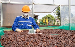 Giá cà phê lao dốc, vì sao?