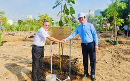 TP.HCM trồng cây đa được chiết từ cây đa Bác Hồ trồng ngày 11.1.1960