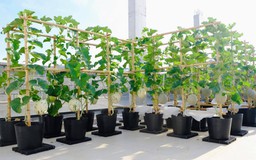Khu vườn trên sân thượng cây trái sai trĩu, cả nhà ăn không hết