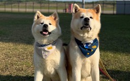 Ngộ nghĩnh chó Akita trở thành giám đốc sân bay ở Nhật Bản