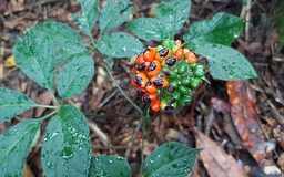 Sâm giả ồ ạt nhập lậu, đội lốt sâm Ngọc Linh