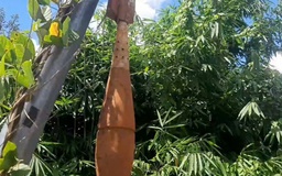 Bình Phước: Phát hoảng vì quả đạn súng cối treo trên cột điện