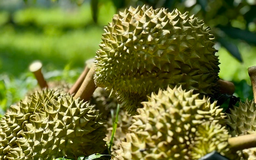 Giải pháp nào đưa sầu riêng trở lại đường đua?