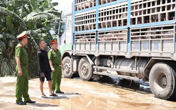 Chủ hàng phải chịu chi phí tiêu hủy 180 con lợn nhiễm dịch tả châu Phi