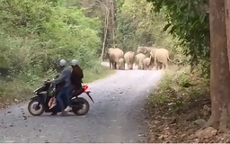 Đồng Nai: Voi con rơi xuống giếng, voi mẹ cùng đàn nỗ lực cứu bất thành