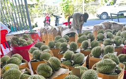 Sầu riêng vẫn loay hoay giải quyết chất vàng O