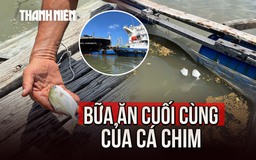 Cá chết hàng loạt sau bữa ăn 'ngấm dầu' vụ tai nạn trên sông Lòng Tàu