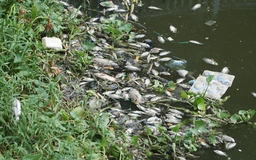 Cá chết hàng loạt, nổi trắng cả đoạn kênh Nhiêu Lộc - Thị nghè