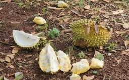Đồng Nai: Sầu riêng chín rụng, thương lái lẫn chủ vườn đều 'khóc'