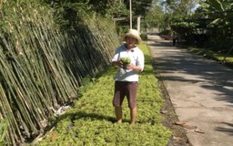 Sống đẹp với niềm đam mê cây cảnh