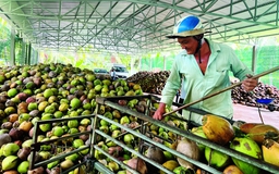 Cây dừa Bến Tre: Từ vùng quê hướng ra thế giới