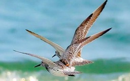 Chim quý hiếm đổ về Sơn Trà: Bán đảo xanh Đà Nẵng thành 'hành lang quốc tế'
