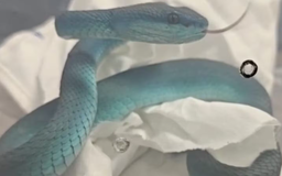 Buôn lậu rắn độc trót lọt trên máy bay, đến sân bay Thái Lan thì bị bắt