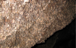 Cuộc hành trình phi thường của loài bướm đêm