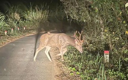 Muông thú trở về đại ngàn Chư Mom Ray