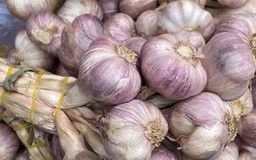 Bỏ thuốc, dùng tỏi để hạ huyết áp: Nên hay không?