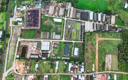 Bình Định: Thu hồi dự án sản xuất rau an toàn, xử lý cán bộ vi phạm